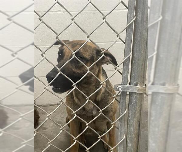 Medium Photo #1 German Shepherd Dog Puppy For Sale in Rosenberg, TX, USA