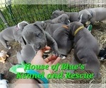 Small Photo #19 American Pit Bull Terrier Puppy For Sale in DELAWARE, OH, USA