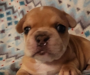 French Bulldog Puppy for sale in AULT, CO, USA