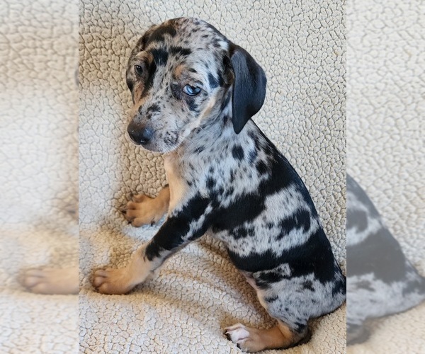 Medium Photo #10 Catahoula Leopard Dog Puppy For Sale in CUMBY, TX, USA