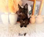 Small #7 Yorkshire Terrier