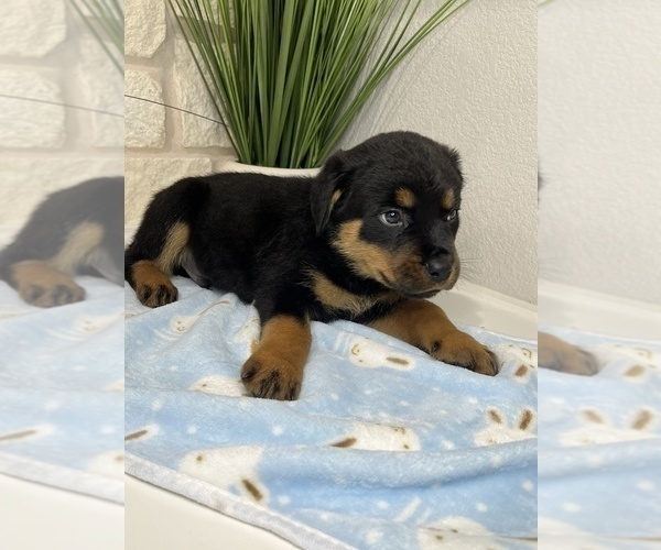 Medium Photo #17 Rottweiler Puppy For Sale in FORT WORTH, TX, USA
