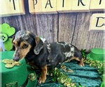 Small #6 Dachshund