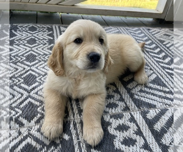 Medium Photo #16 Golden Retriever Puppy For Sale in FAIR PLAY, SC, USA