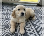 Small #15 Golden Retriever