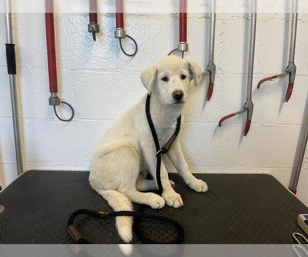 Medium Photo #1 Shepradors Puppy For Sale in Corona, CA, USA