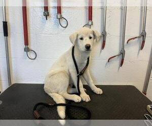 Shepradors Dogs for adoption in Corona, CA, USA