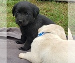 Small Photo #18 Labrador Retriever Puppy For Sale in OLYMPIA, WA, USA