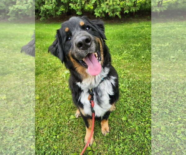 Medium Photo #1 Australian Mountain Dog Puppy For Sale in New London, WI, USA