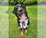 Small Australian Mountain Dog