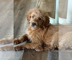 Small Photo #3 Golden Retriever-Poodle (Toy) Mix Puppy For Sale in NEWPORT BEACH, CA, USA