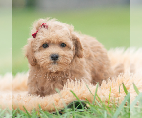 Medium Photo #5 Maltipoo (Miniature) Puppy For Sale in WARSAW, IN, USA