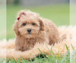 Small Photo #35 Maltipoo (Miniature) Puppy For Sale in WARSAW, IN, USA