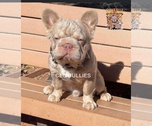 Father of the French Bulldog puppies born on 04/04/2025
