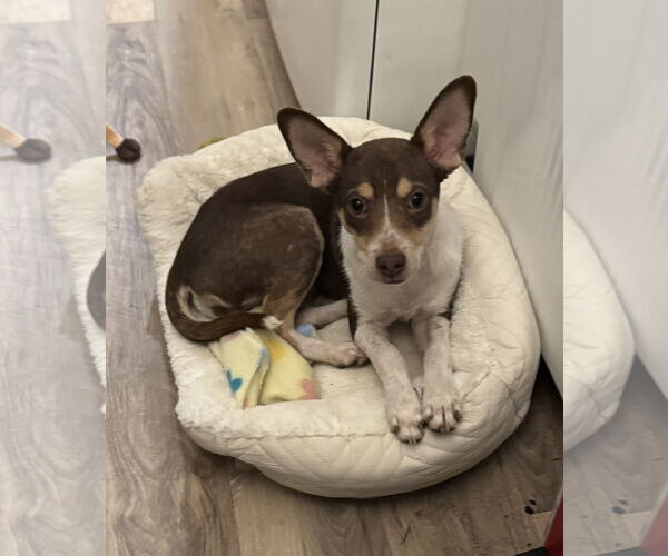 Medium Photo #3 Jack Chi Puppy For Sale in Holly Springs, NC, USA