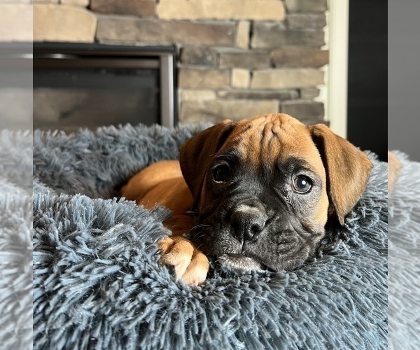 Medium Photo #2 Boxer Puppy For Sale in NOBLESVILLE, IN, USA