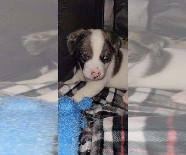 Medium Photo #2 Border Collie-Unknown Mix Puppy For Sale in Brewster, NY, USA