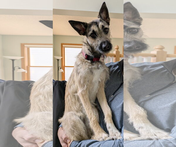 Medium Photo #3 Mutt Puppy For Sale in Brooklyn Center, MN, USA