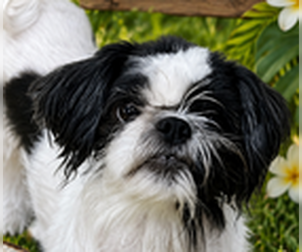 Medium Photo #2 Shih Tzu Puppy For Sale in Fremont, CA, USA