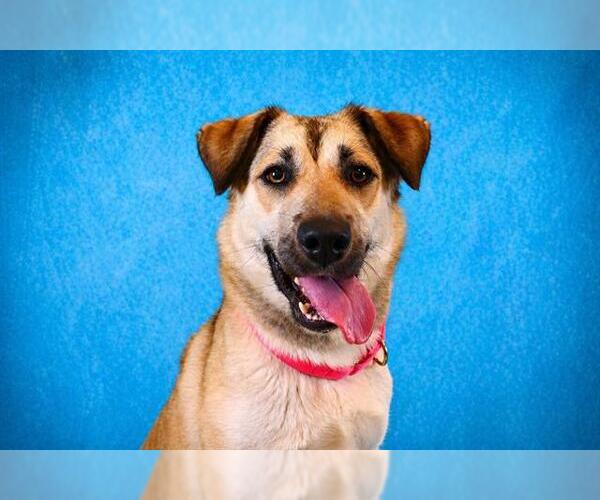 Medium Photo #2 German Shepherd Dog-Unknown Mix Puppy For Sale in Pearland, TX, USA