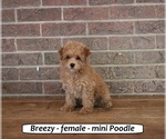 Image preview for Ad Listing. Nickname: Breezy