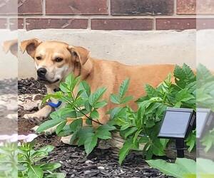 Labrador Retriever-Unknown Mix Dogs for adoption in San Antonio, TX, USA