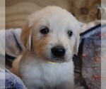 Puppy Foehn English Cream Golden Retriever