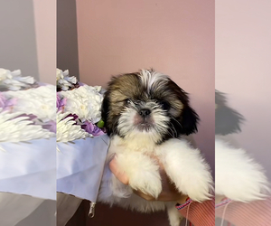 Shih Tzu Puppy for sale in LINCOLN, CA, USA