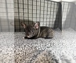 Small Photo #24 French Bulldog Puppy For Sale in WACO, TX, USA