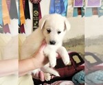 Small Photo #59 German Shepherd Dog Puppy For Sale in CECILIA, KY, USA