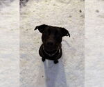 Small #11 Labrador Retriever Mix