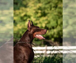 Small #16 Doberman Pinscher
