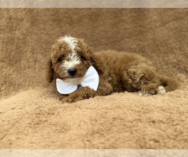 Medium Photo #9 Goldendoodle (Miniature) Puppy For Sale in LAKELAND, FL, USA