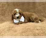 Lane - Male Goldendoodle (Miniature) Puppy for Sale - Photo #9
