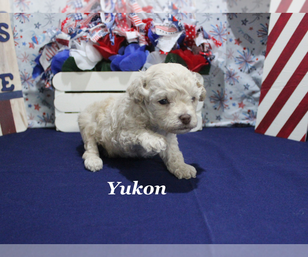 Medium Photo #7 Poodle (Toy) Puppy For Sale in CHANUTE, KS, USA