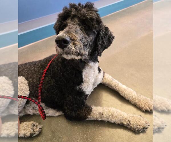 Medium Photo #3 Poodle (Standard) Puppy For Sale in San Antonio, TX, USA
