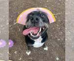Small #14 Labrador Retriever Mix