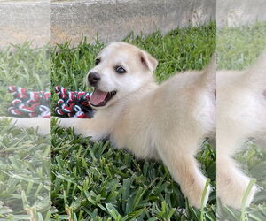 Labrador Retriever-Unknown Mix Dogs for adoption in The Woodlands, TX, USA