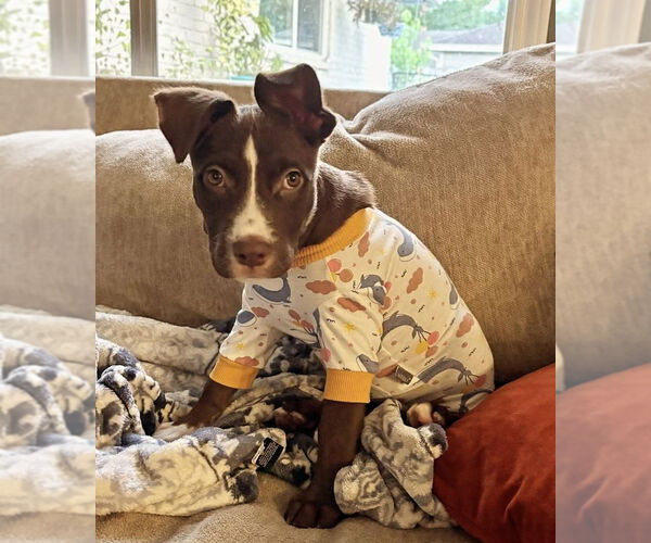 Medium Photo #1 American Staffordshire Terrier-Labrador Retriever Mix Puppy For Sale in Lakewood, CO, USA