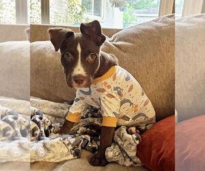 American Staffordshire Terrier-Labrador Retriever Mix Dogs for adoption in Lakewood, CO, USA