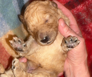 Medium Poodle (Standard)