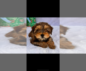 Yorkshire Terrier Puppy for sale in HILLSBORO, TX, USA