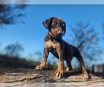 Small #5 Catahoula Leopard Dog