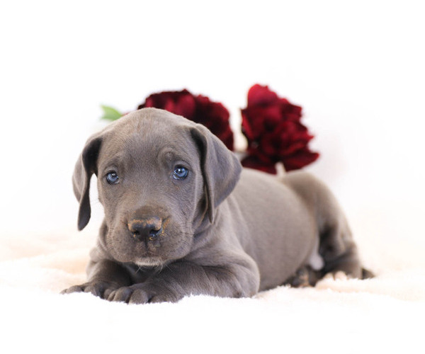 Medium Photo #2 Great Dane Puppy For Sale in MILLERSBURG, PA, USA
