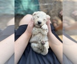 Puppy 2 Goldendoodle-Poodle (Standard) Mix