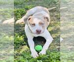 Small #1 Mutt