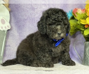 Goldendoodle (Miniature) Puppy for sale in LANCASTER, PA, USA