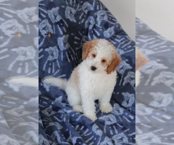 Medium Photo #11 Goldendoodle (Miniature) Puppy For Sale in MILWAUKEE, WI, USA