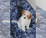 Small Photo #11 Goldendoodle (Miniature) Puppy For Sale in MILWAUKEE, WI, USA