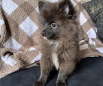 Small #3 Pomeranian